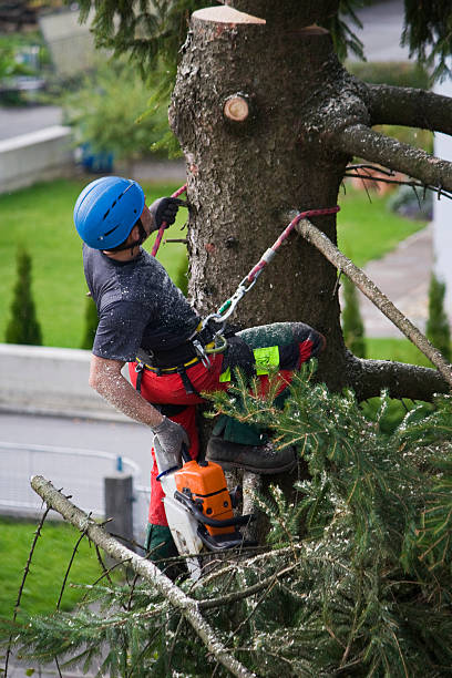 Best Storm Damage Tree Cleanup  in Ingram, TX