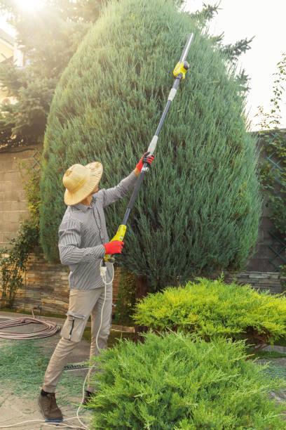 Best Commercial Tree Services  in Ingram, TX