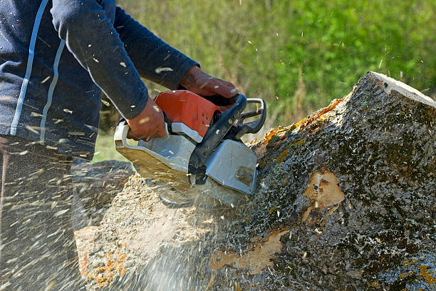 Best Utility Line Clearance  in Ingram, TX